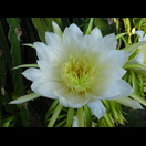 Wir waren früh genug, um noch geöffnete Drachenfruchtblüten zu sehen